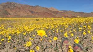National Parks Exploration Series: Death Valley — foto 1