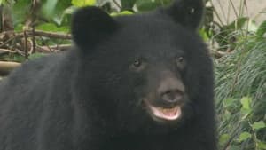 Episodio 64