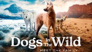 Dogs in the Wild: Meet the Family — foto 4