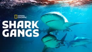 Shark Gangs — foto 5