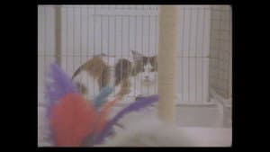 Considering Cats — foto 8