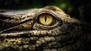 Crocodiles Revealed — foto 1