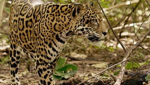 Jaguar Beach Battle — foto 2