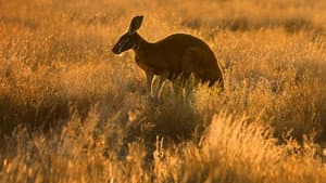 Wild Australia — foto 1