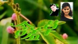 含羞草 — foto 1