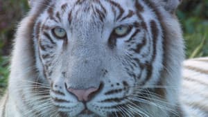 いいZooだね。～岩合光昭の動物園歩き～ — foto 1