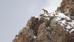 El leopardo de las nieves — foto 4