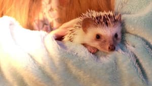 Andy the Talking Hedgehog — foto 3