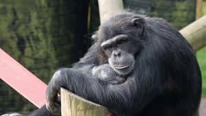 Monkey Life — foto 2