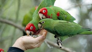 The Wild Parrots of Telegraph Hill — foto 1