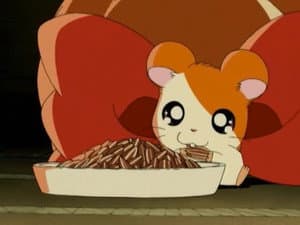 ¡Hamtaro, por favor vuelve a casa!