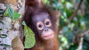 Orang-Utans - Borneos Waldmenschen — foto 8