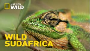 Wild South Africa — foto 1