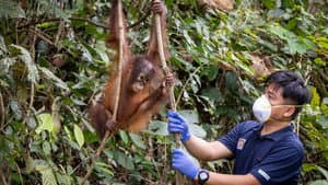 Orang-Utans - Borneos Waldmenschen — foto 6