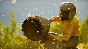 Медена земја — foto 3