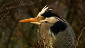 Iolo's Secret Life of Birds — foto 1