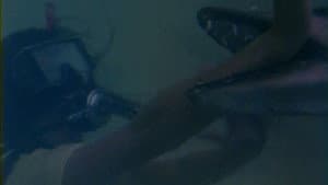 Barracuda — foto 2
