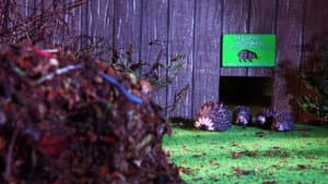 The Littlest Hoglet — foto 1