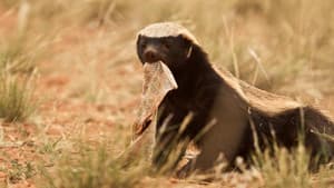 Ultimate Honey Badger — foto 1