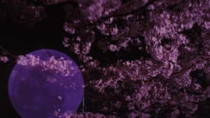 遙かな時代の階段を — foto 6