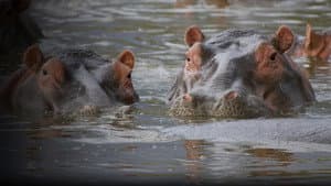 Hippo Supremacy — foto 1