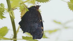 Metamorfose — foto 1