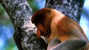 The Biggest Nose in Borneo — foto 1
