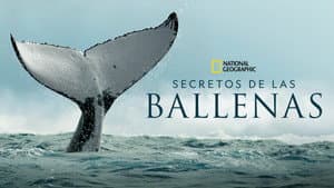 Secretos de las Ballenas — foto 6