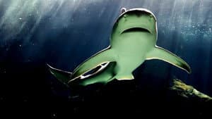 Bull Shark Bandits — foto 6