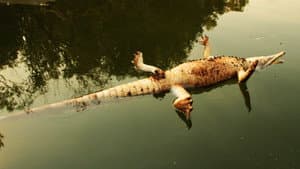 Stranger Than Nature — foto 5