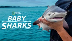 Tiburones bebé — foto 9