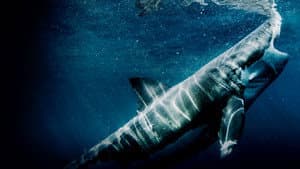 Great Shark Chow Down — foto 2