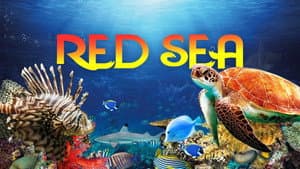 Red Sea — foto 2