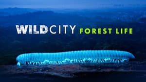 Wild City — foto 2