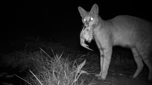 Wild Cats of India — foto 5