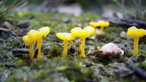 Nature Is Speaking — foto 2