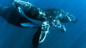 Ningaloo: la maravilla oceánica de Australia — foto 2