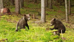 Beary Tales — foto 2
