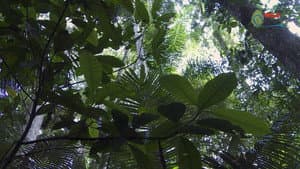 Botanist Francis Hallé Explains... — foto 7