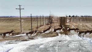 Les Antilopes — foto 1