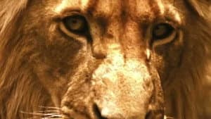 Brothers in Blood: The Lions of Sabi Sand — foto 2