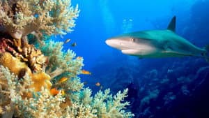 Journey to Shark Eden — foto 2