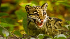 Return of the Clouded Leopards — foto 1