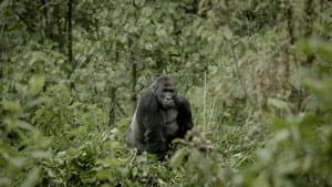 Silverback — foto 1
