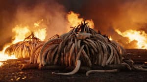 Anthropocene: The Human Epoch — foto 5