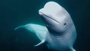 Secrets of the Spy Whale — foto 1