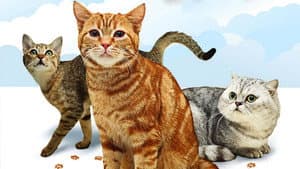 Cats 101 — foto 1