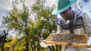 Secrets of the Bees — foto 4