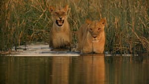 Birth of a Pride — foto 5