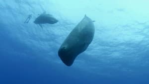 Song of the Sperm Whale — foto 1